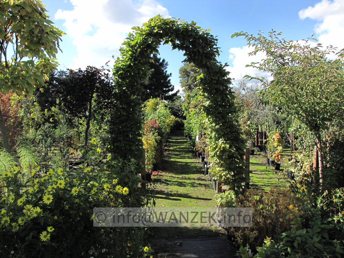 Carpinus betulus - Torbogen 1.JPG